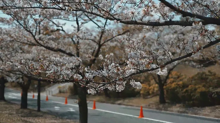 4K LIVE    recorded videos of cherry blossoms in Tokyo TASCAM VS-R265